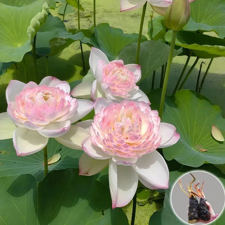 【带花芽】睡莲根茎大花浓香造景荷花四季观赏花池糖鱼缸大苗根水养