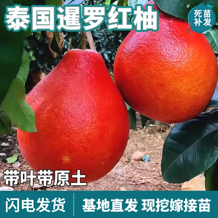 泰国暹罗红柚树苗南北方盆栽地栽庭院绿化嫁接红心柚子苗当年结果