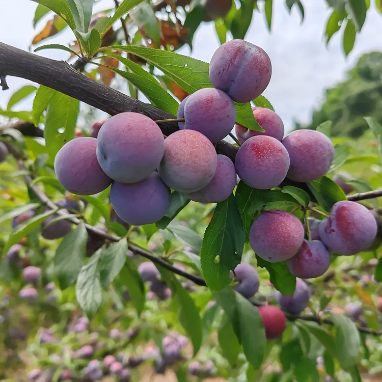 重庆正宗桃李子清脆可口很甜很甜原生态农产品