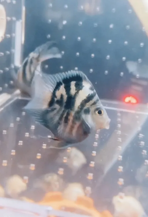 迷你鹦鹉鱼宝蓝白金种鱼活体淡水观赏鱼好养易活可繁殖