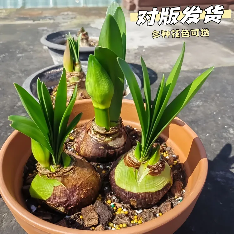 荷兰进口重瓣朱顶红种球大花浓香型好养活室内外盆栽四季开花绿植