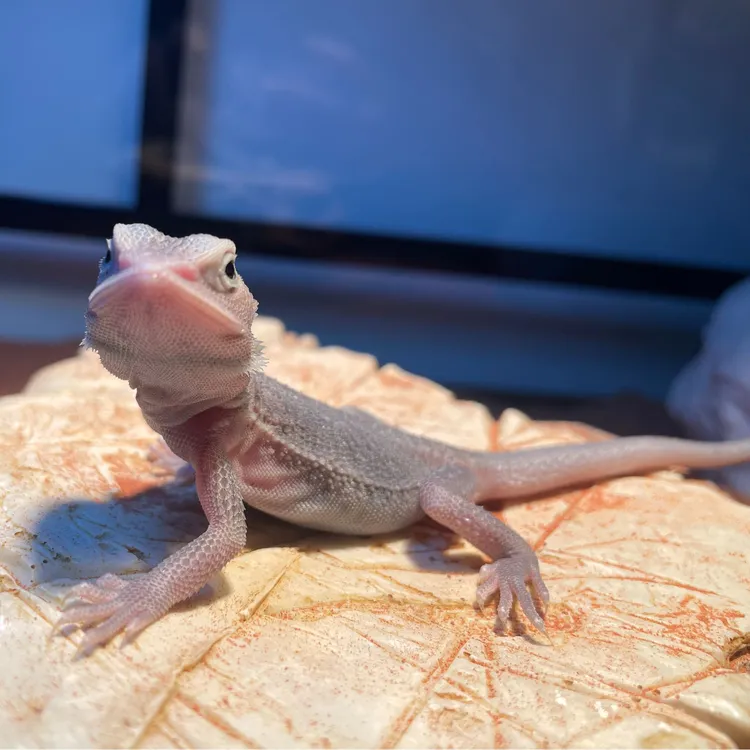 鬃狮蜥宠物活体果冻白甲大苗异宠温顺可爱不咬人合法饲养