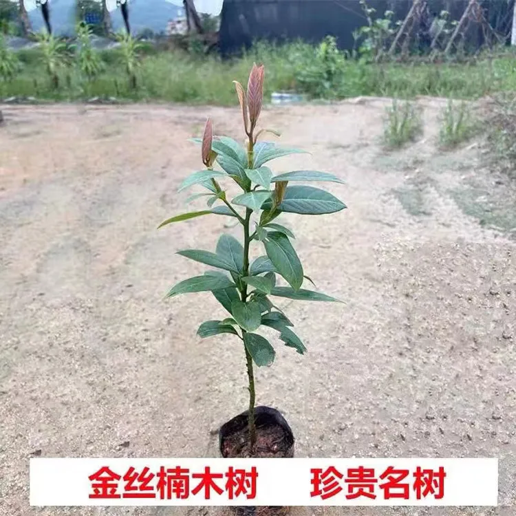 正宗金丝楠木树苗 名贵优质小叶桢楠 耐寒耐旱 庭院盆栽地栽 绿植