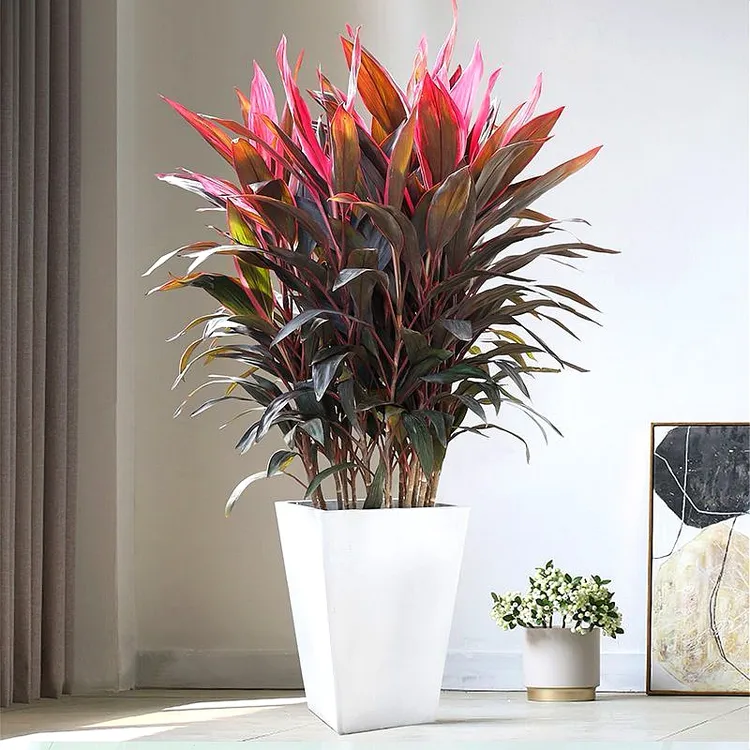 红叶朱蕉老桩盆栽室内客厅净化空气好养耐活阳台庭院观叶绿植