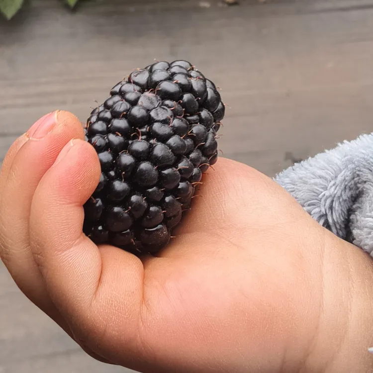 （杯苗）云南基地直发无刺黑泡黄泡黑树莓易活庭院爬藤新手树莓杯苗