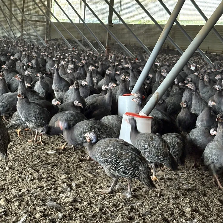 正宗散养珍珠鸡2.8斤顺丰包邮