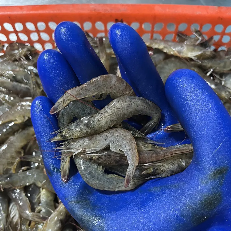 4斤 小海虾虾 油炸虾 5cm左右 海捕活虾速冻（嫌小勿拍）青岛