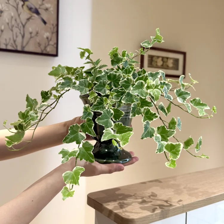 垂藤雪银常春藤盆栽盆景室内客厅办公室桌面观叶趣味花卉绿植好养