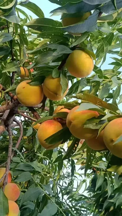 湖南麻阳鲜果香甜可口富晒锦绣黄桃饱满清香新鲜水果