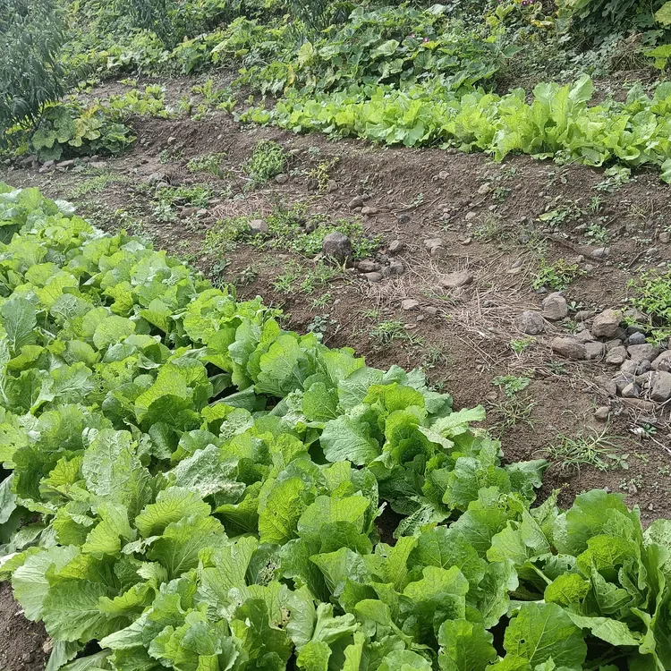 农家小园种植的新鲜大白菜营养美味