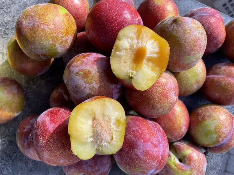 顺丰快递   东北特产不套袋大红袍李子  果肉饱满酸甜可口