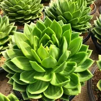 王小二翠花全店多肉任意拍满9.9元发货拍满5单送一包吡虫啉