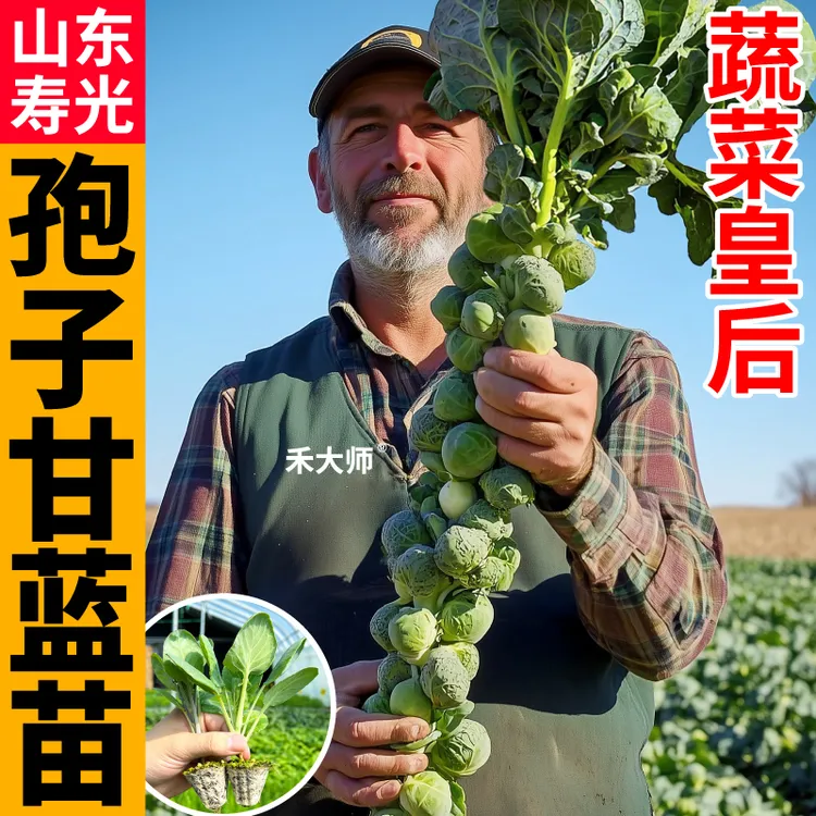 高产孢子甘蓝苗秧带土营养丰富耐寒抱子迷你甘蓝种子四季盆栽阳台