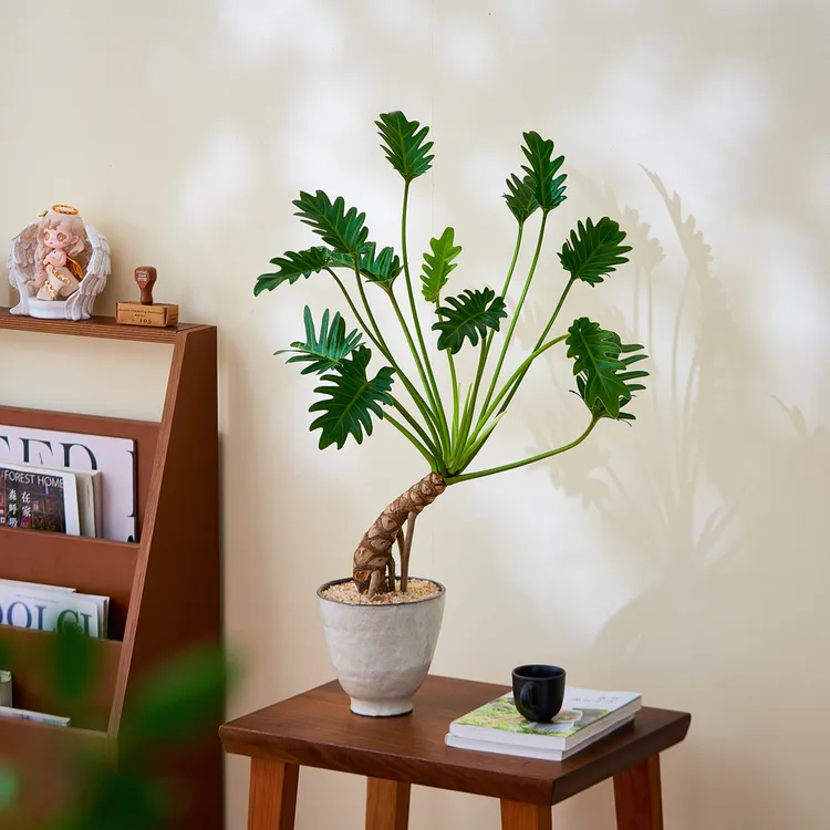 老桩龙鳞小天使春羽海芋盆栽室内外均可种植净化空气好养易活绿植