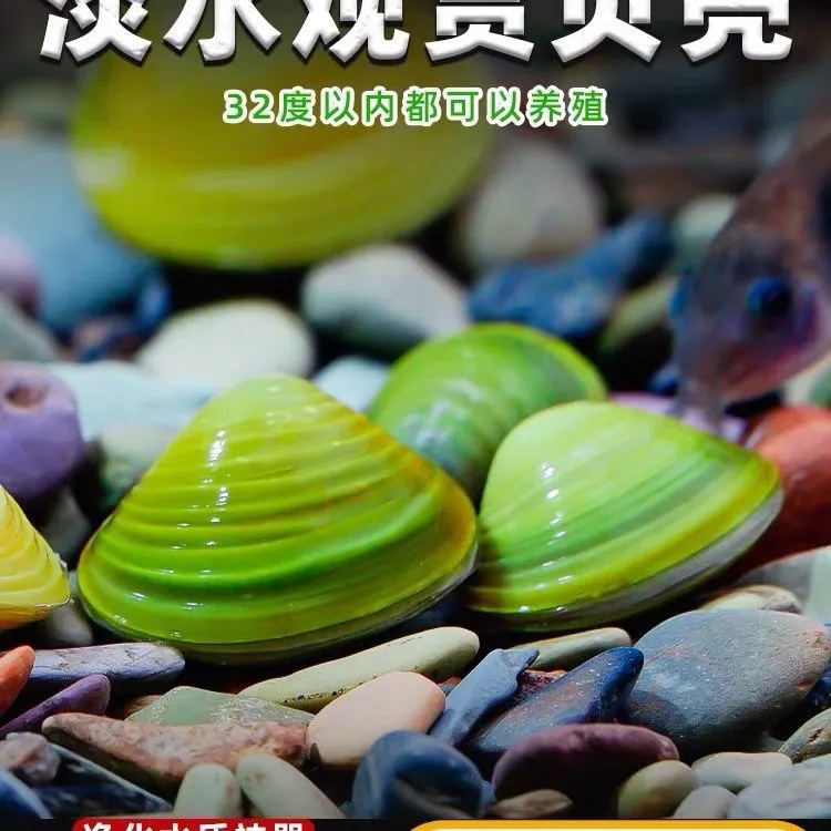 黄金河蚬河蚌净化水质除绿水吃鱼龟粪便鱼缸观赏