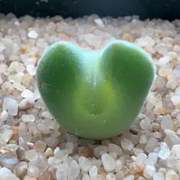 343。优选短耳大眼空蝉 母本拆株 带盆土