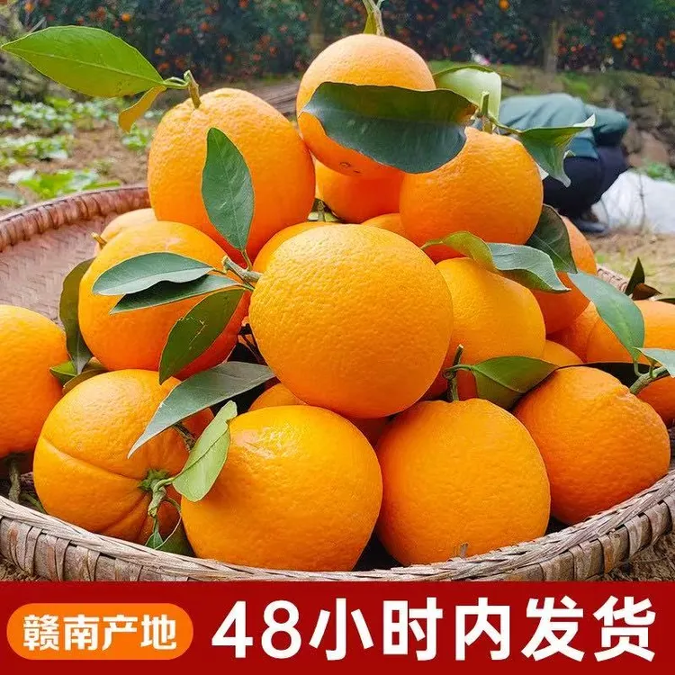 正宗赣南脐橙产地直发现摘现发鲜甜多汁