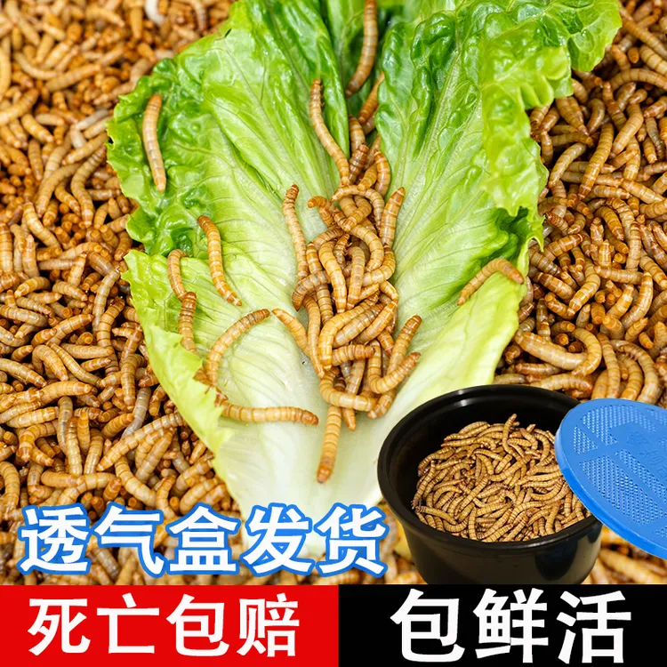 面包虫活体虫黄粉虫仓鼠蜘蛛蝎子乌龟鸟食鹦鹉鱼龙鱼活饵鸣虫饲料