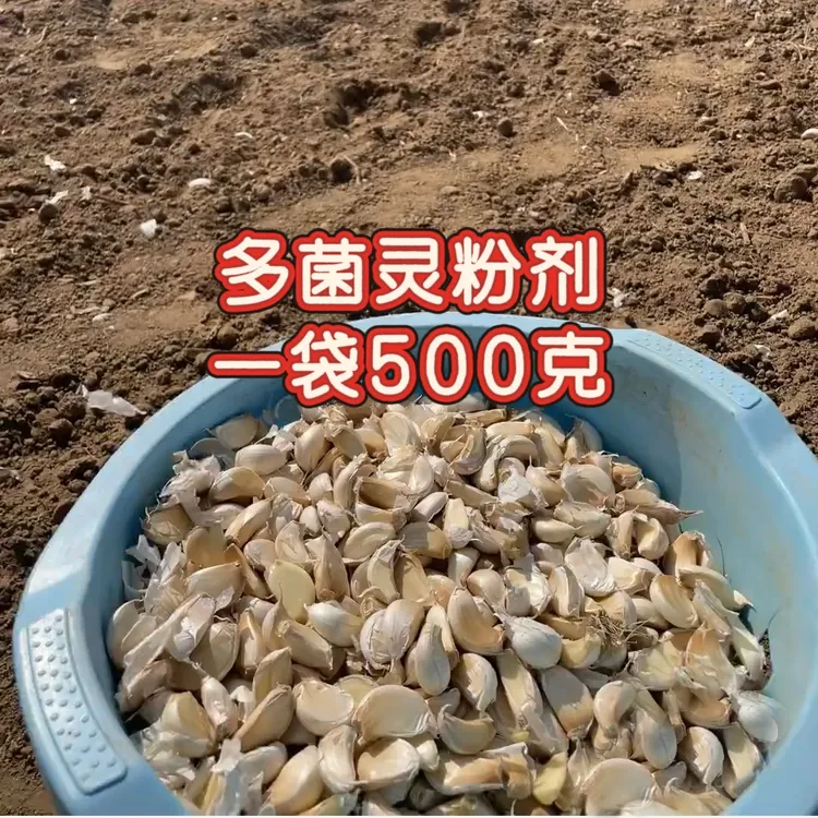 粉剂多 菌灵一袋500克大厂家正品叶面肥