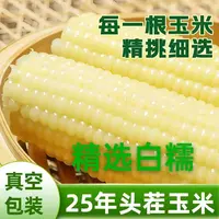 【试吃4根】25年头茬大棒白糯玉米透金色铝箔装整箱12根7-8斤