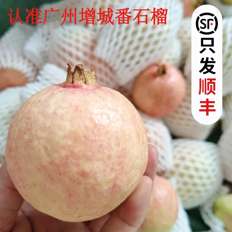 增城正宗胭脂红番石榴鸡屎果老树品种成熟口感香甜软滑红心番石榴