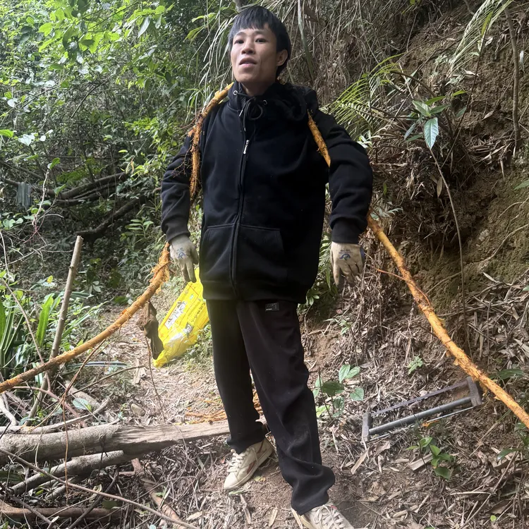 广东正宗野生穿破石天然草药纯天然