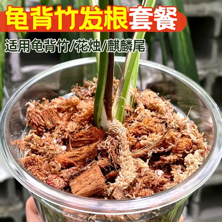 龟背竹发根套餐半水培栽培基质椰壳水苔植物水培神器天南星科土