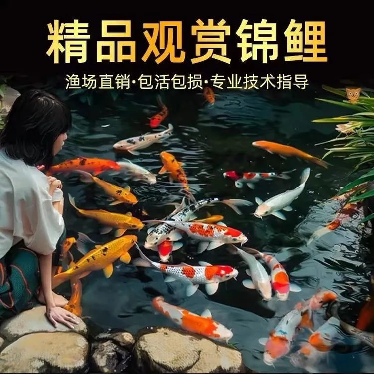 锦鲤活体大型观赏鱼昭和红白三色锦鲤好养耐活冷水招财锦鲤观赏鱼