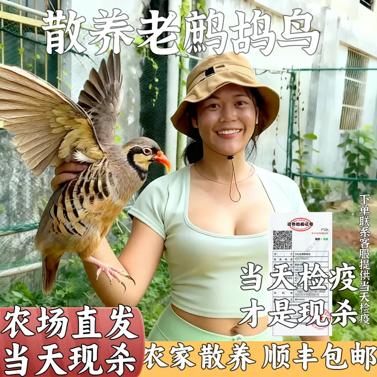老鹧鸪鸟生鲜禽肉飞龙鸪呱呱鸡肉野鸽子肉散养现杀鸡老母鸡