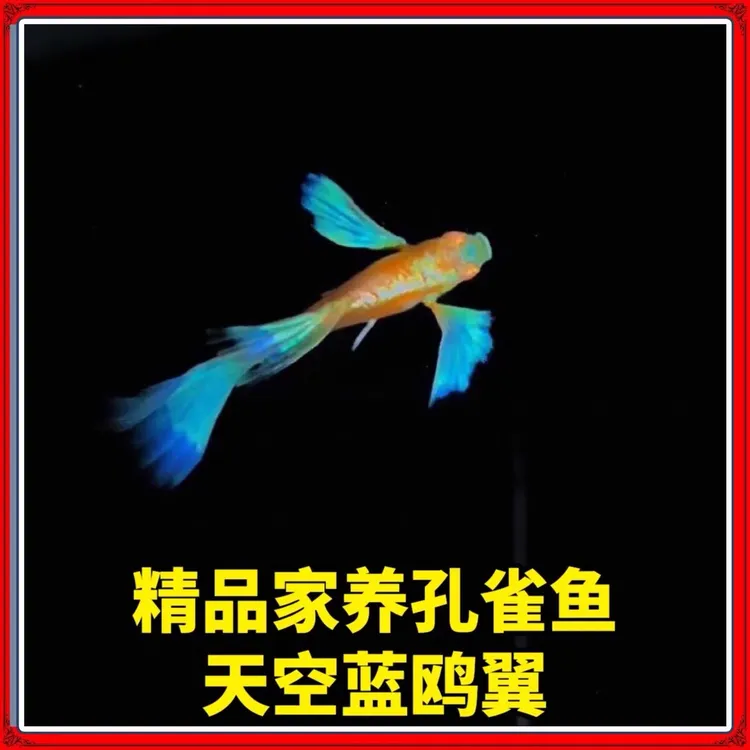天空蓝欧翼飞船观赏鱼（进缸不包损）