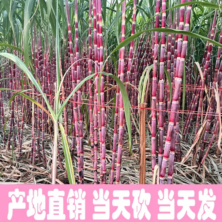 贵州红皮黑皮脆甘蔗现砍现发脆甜可口皮薄汁多高山种植贵州甘蔗