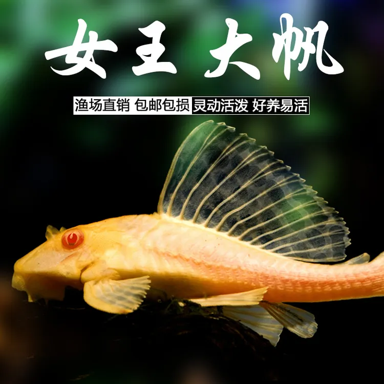 女王大帆观赏鱼清洁鱼清道夫红眼纯正女皇鱼缸清洁工具鱼