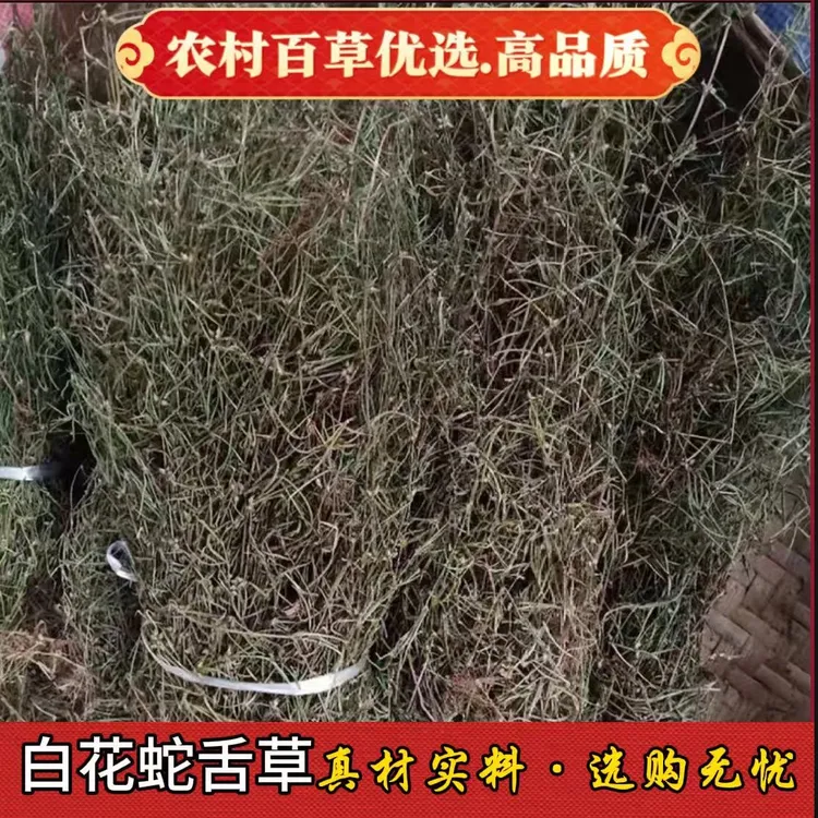 正宗江西农村白花蛇舌草整株