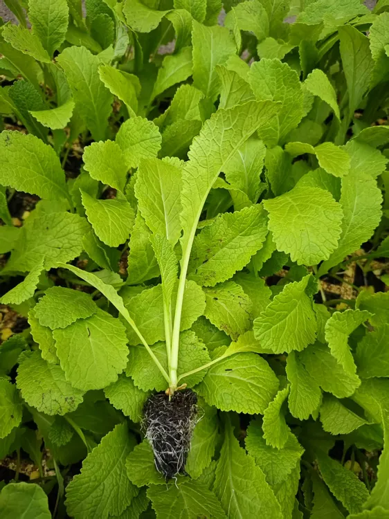 云南四季粉杆青菜豌豆尖苗