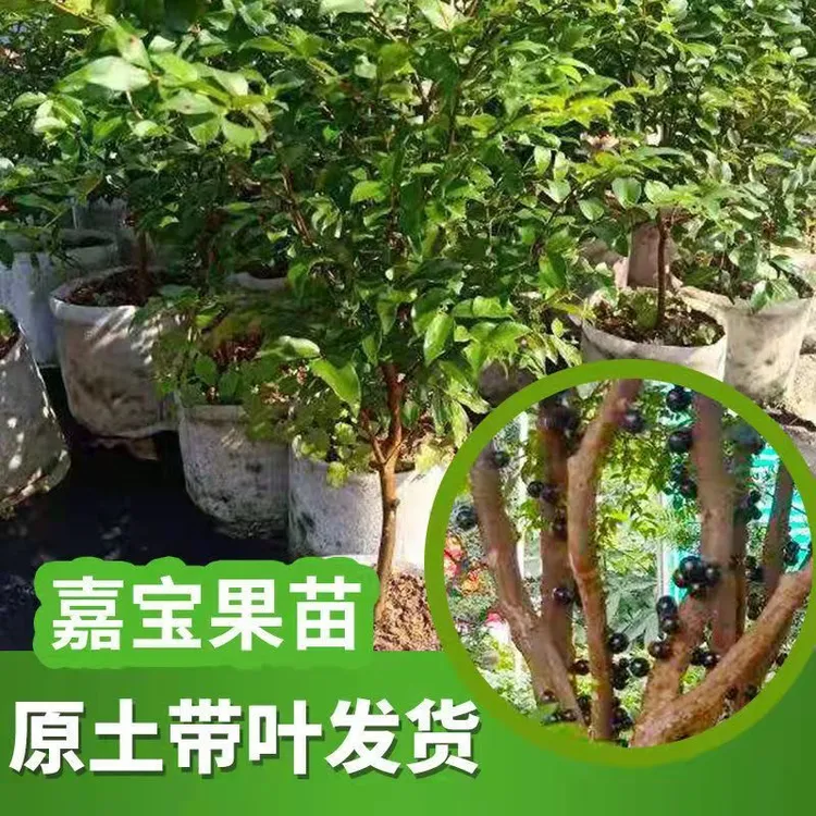 嘉宝果树苗四季结果树葡萄树苗南北方种植带土带叶顺丰包邮