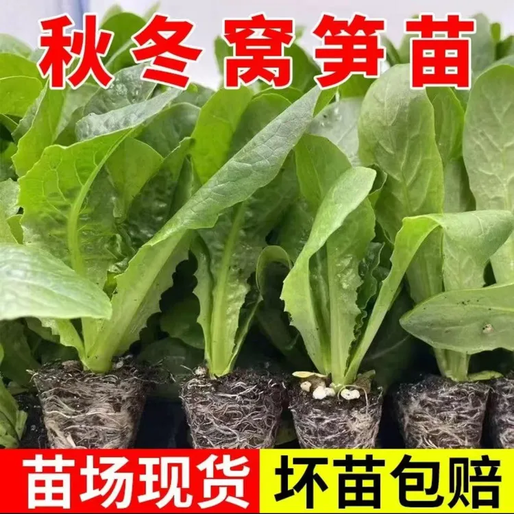 【山东寿光发货】莴笋蔬菜秧苗易种庭院耐热耐寒香莴笋四季农家田园