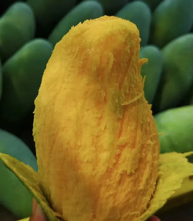 广西百色新鲜应季桂七芒果香甜多汁水果百色芒果