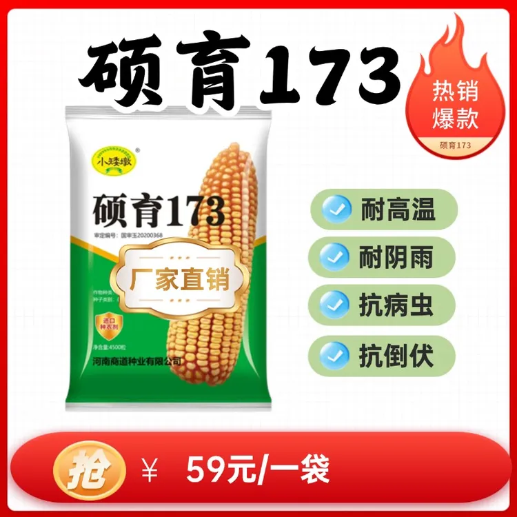 硕育173小矮墩耐高温耐阴雨抗锈病抗倒伏好卖粮高产玉米种子