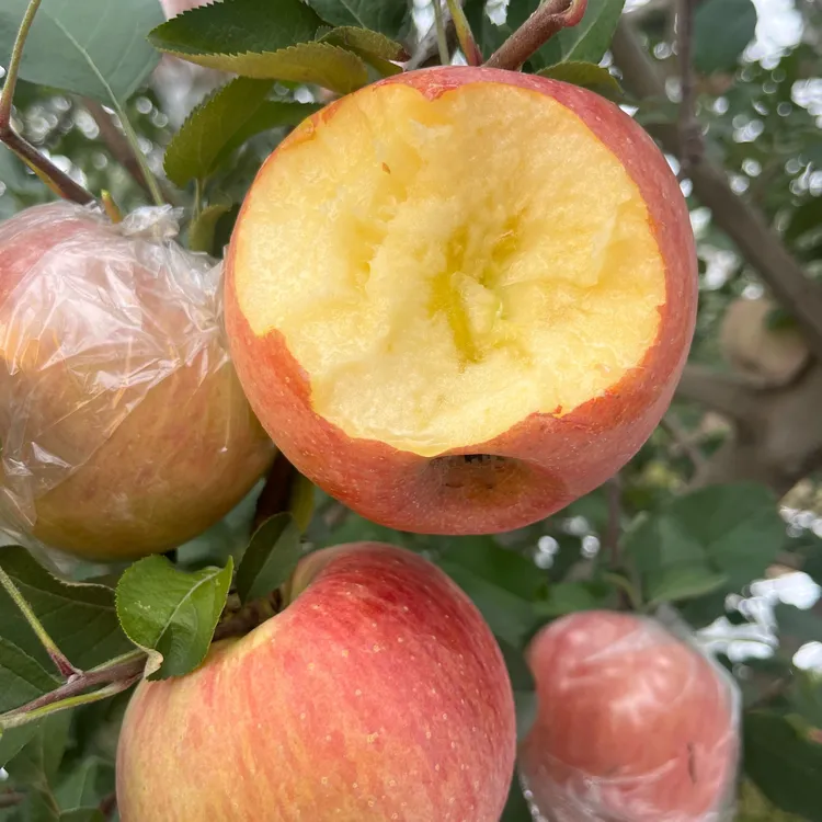 【张书记助农】山西高坡红富士冰糖心丑苹果酥脆香甜新鲜爆汁非硬脆