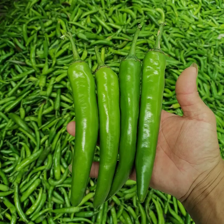 《微辣》农家自种新鲜牛角椒大青椒新鲜现摘现发