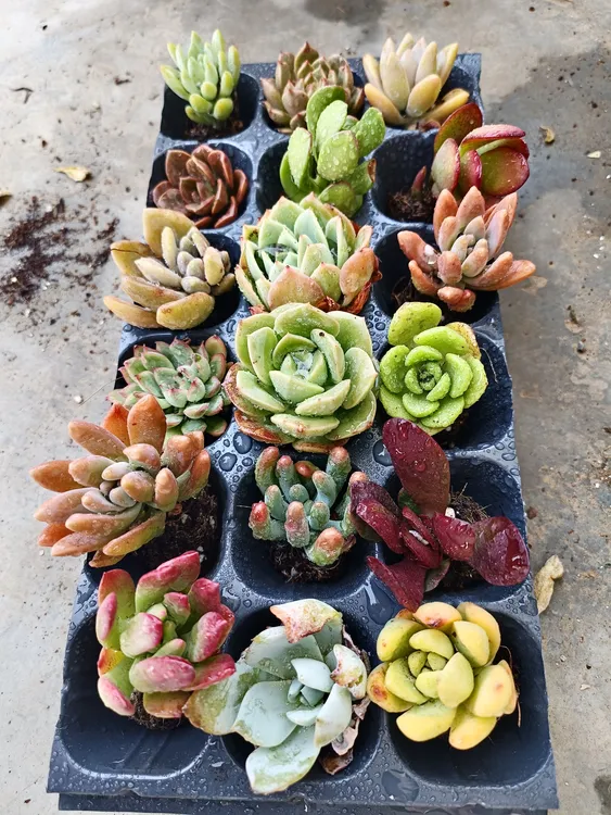 羌域优品新手小套装 10颗带土球发