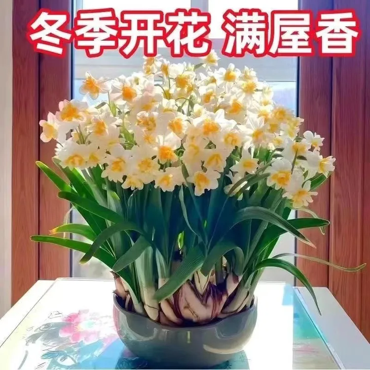 漳州水仙花盆栽年宵花花卉种球水养易活室内外冬季开花绿植盆栽