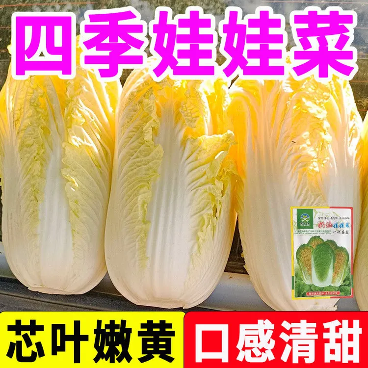 娃娃菜种子四季播黄金娃娃菜种籽小白菜大田庭院阳台盆栽蔬菜种子