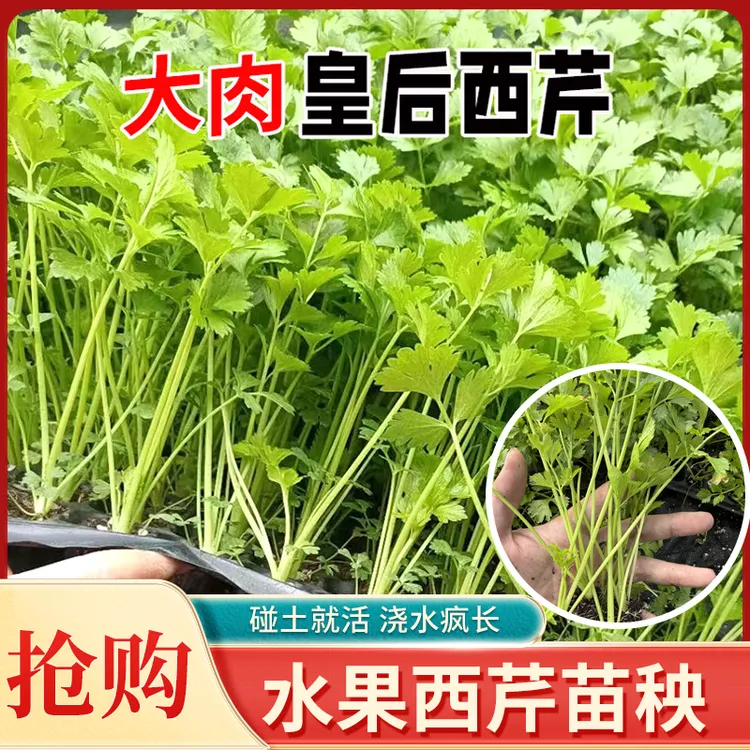 皇后大肉芹菜秧苗四季春秋阳台盆栽高产脆嫩