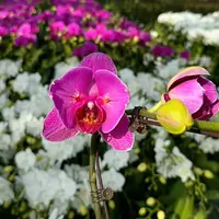 发顺丰【闪变双剑恭喜发财蝴蝶兰】带花发货
