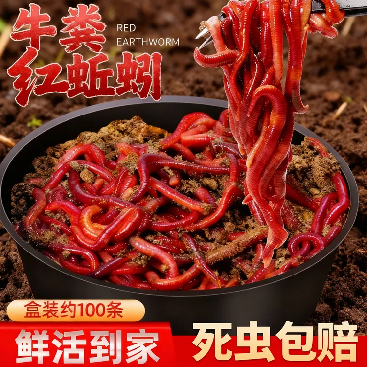 活饵红蚯蚓鱼饵鲜活到家半斤一斤装垂钓鱼饵野钓鲫鱼鲤鱼黑坑通杀