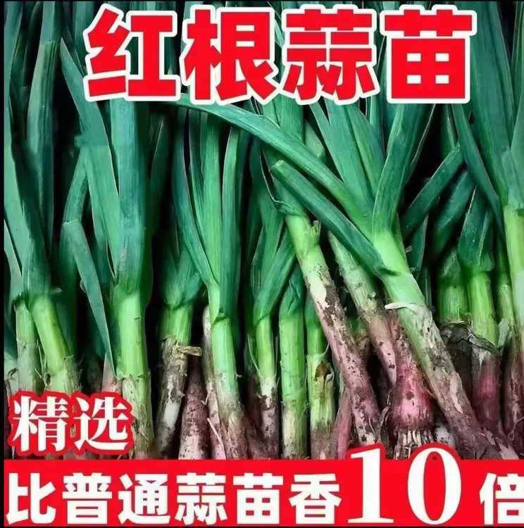 新鲜红皮蒜苗现扒现发红根蒜苗包邮新鲜现挖带泥农家自种