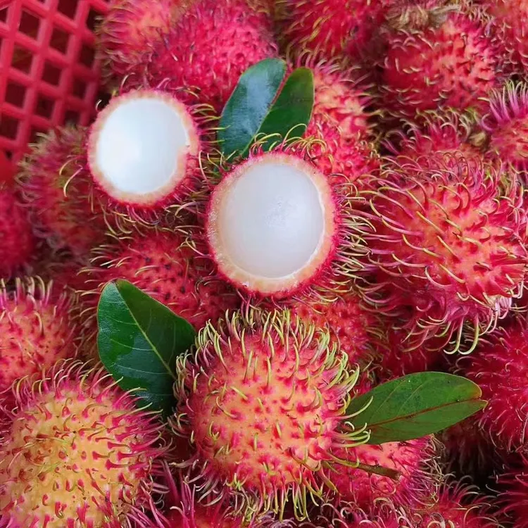 【顺丰包邮】现货海南红毛丹现摘现发新鲜毛荔枝孕妇红毛丹水果