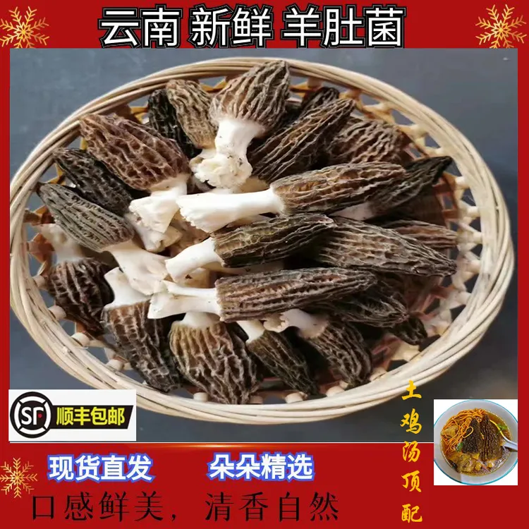 云南特产头茬新鲜剪脚羊肚菌煲汤佳品