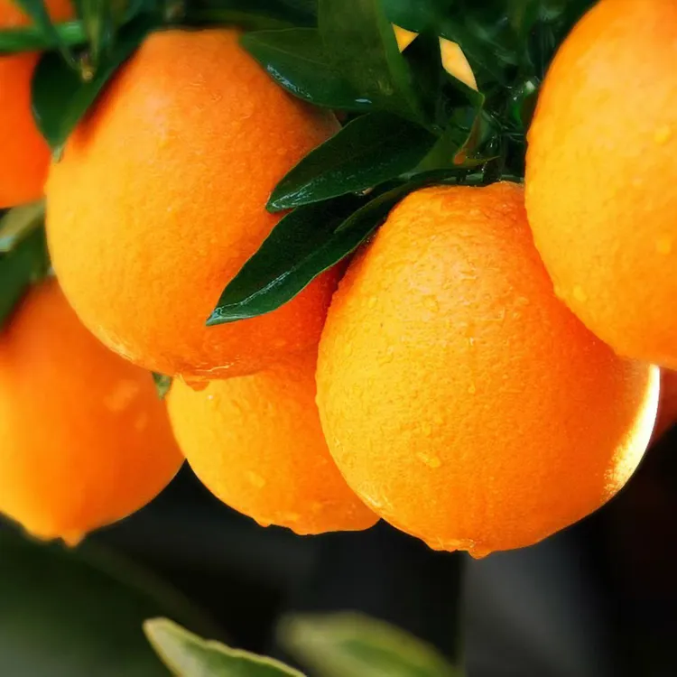 【京东快递】江西赣南脐橙现采 4.5斤/8.5斤 送剥橙器 果蜂队